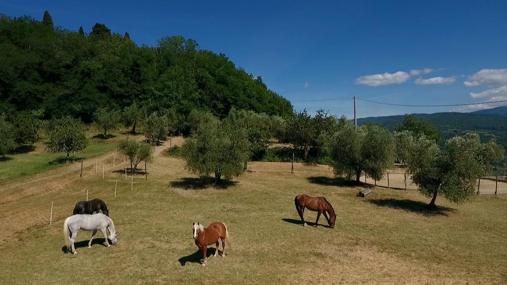 Villa Podere Il Poggiolo Rufina Exterior foto